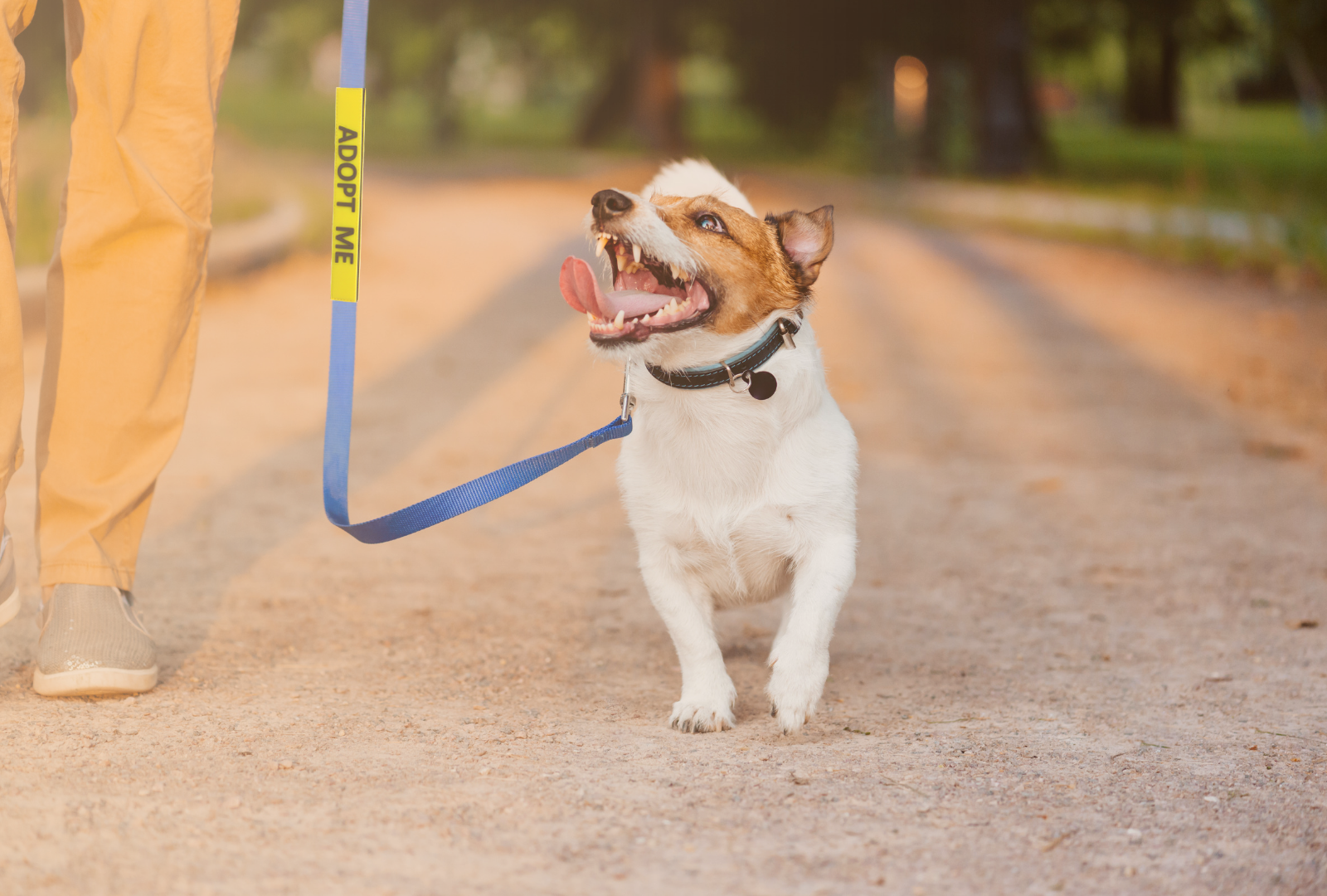 durable, flexible, bright leash sleeves