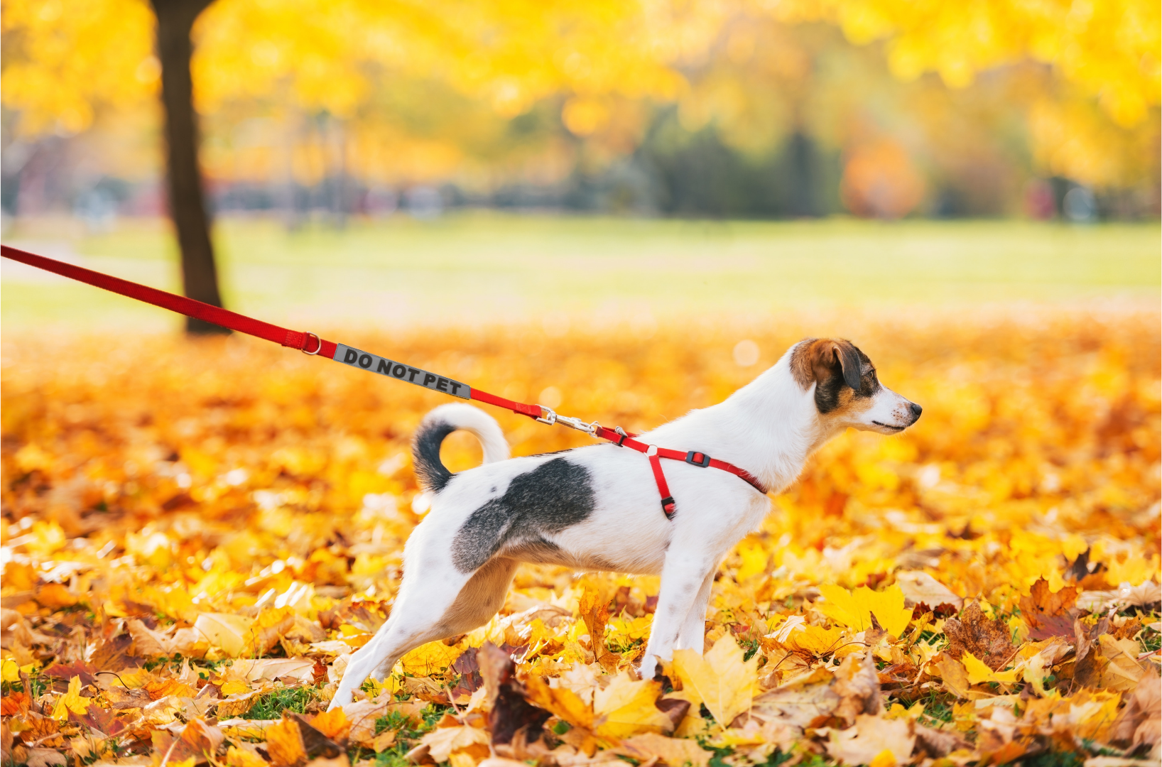 durable, flexible, bright leash sleeves