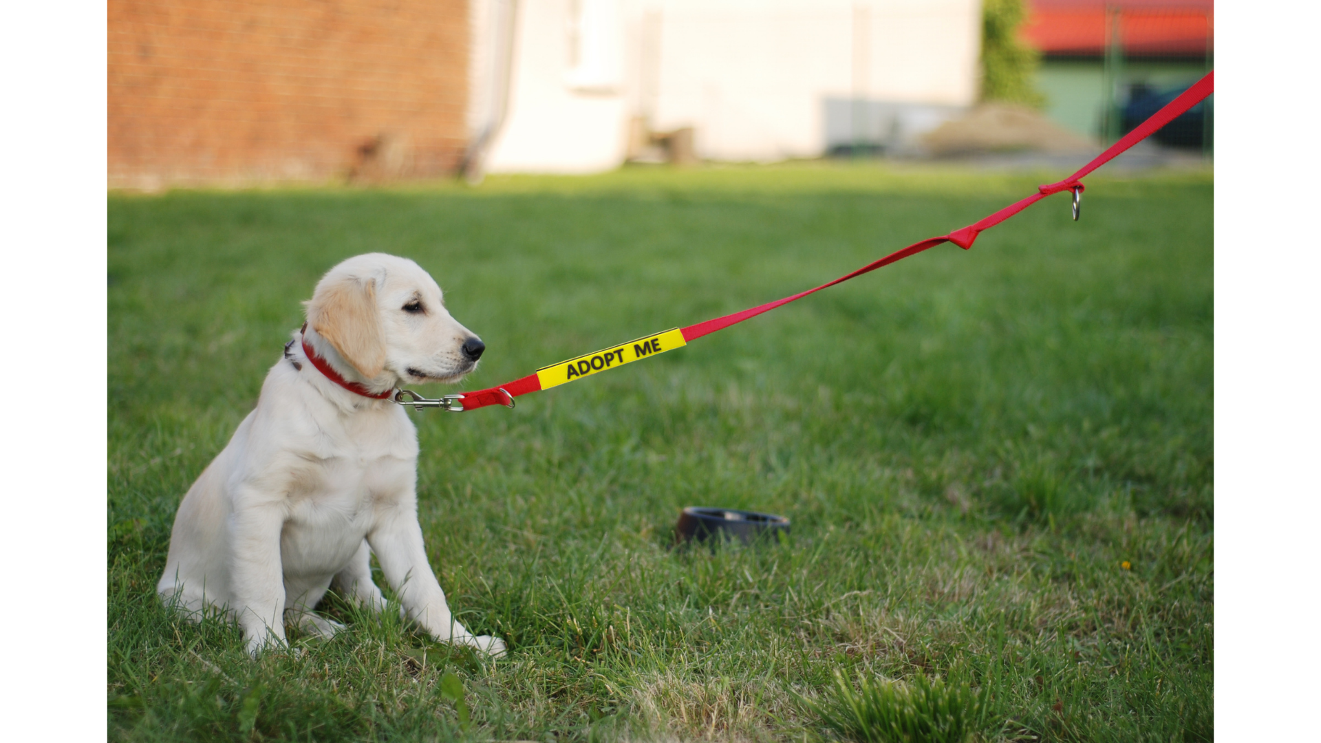 Dog Leash Sleeves, Double Sided, Highly Visible, Communicate Your Dog's Needs to Prevent Accidents