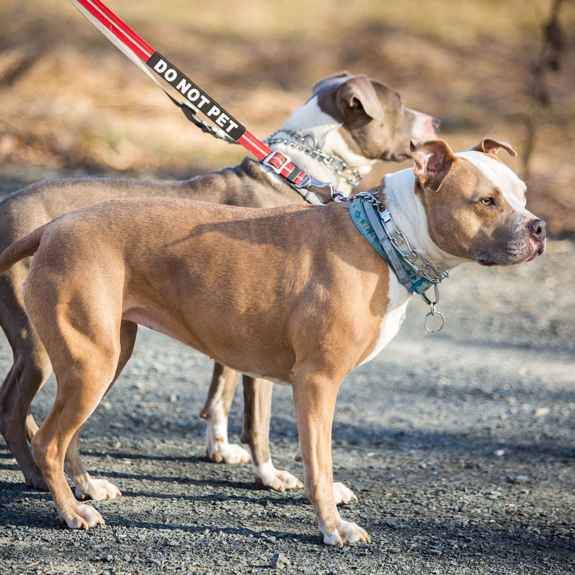 Dog Leash Sleeves, Double Sided, Highly Visible, Communicate Your Dog's Needs to Prevent Accidents