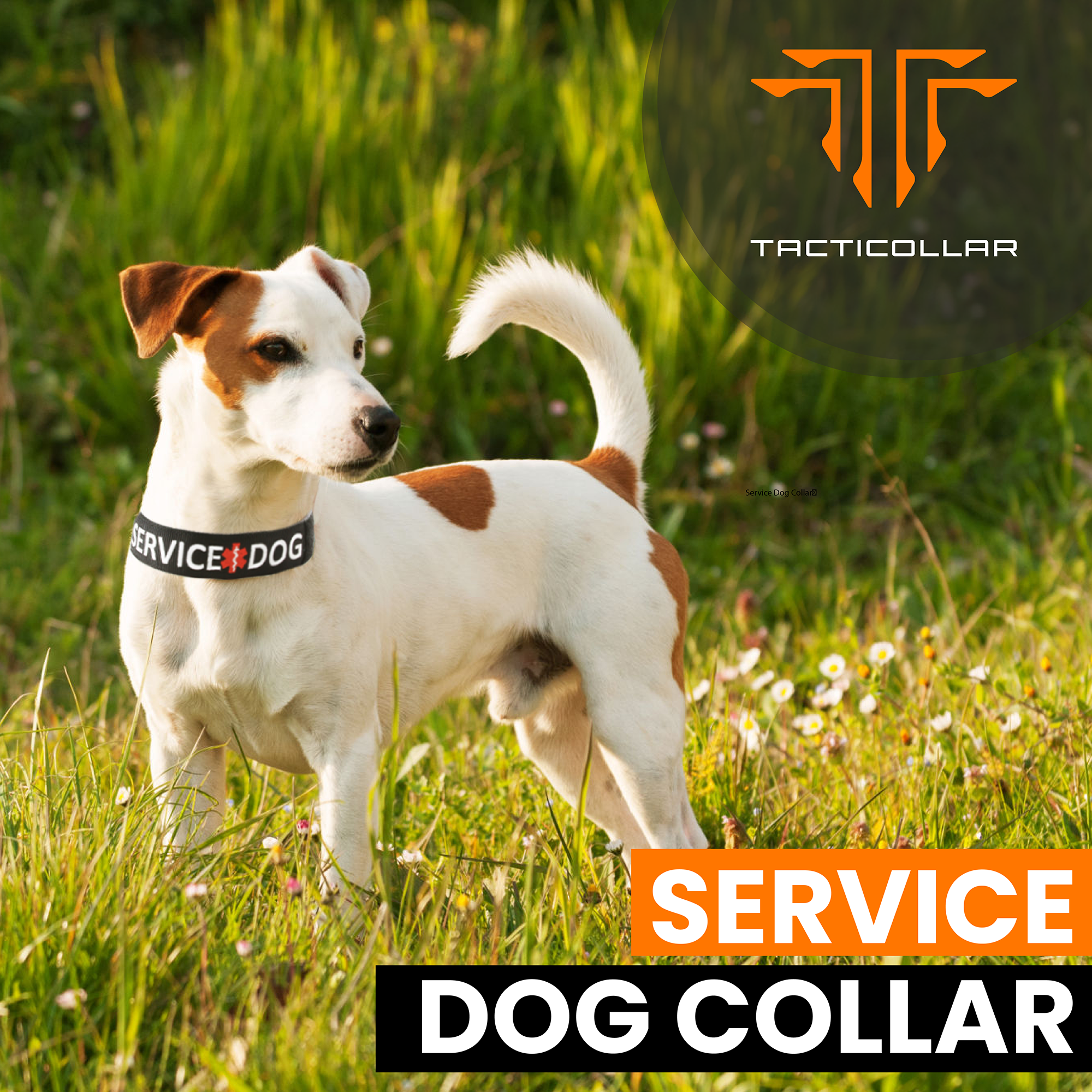 Service dog collar