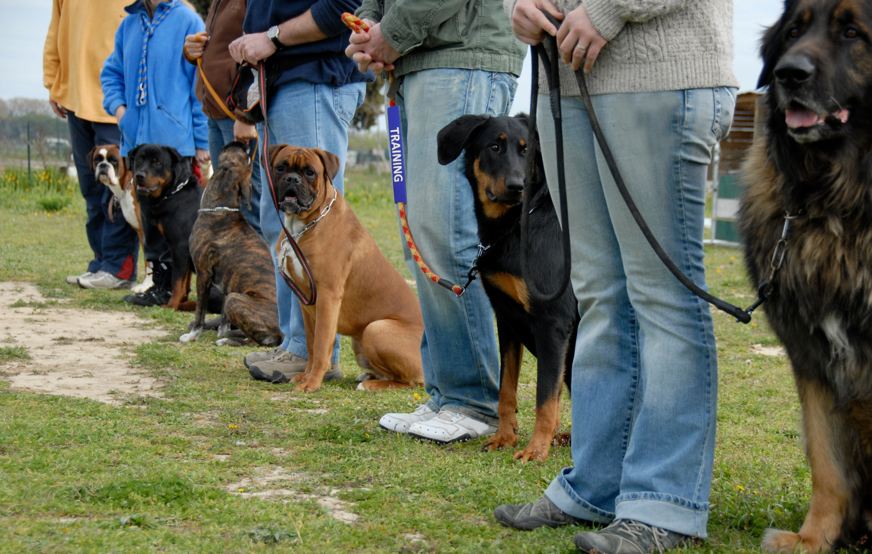  durable, flexible, bright leash sleeves 